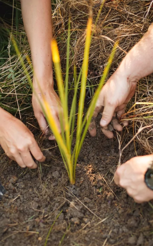 Planting Native plants in the Rarangi Wetlands Marlborough, New Zealand