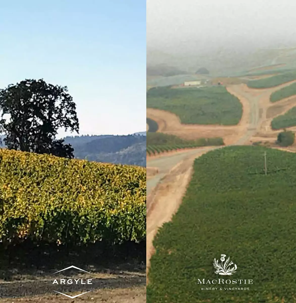 Distinguished Vineyards expands its estate vineyar