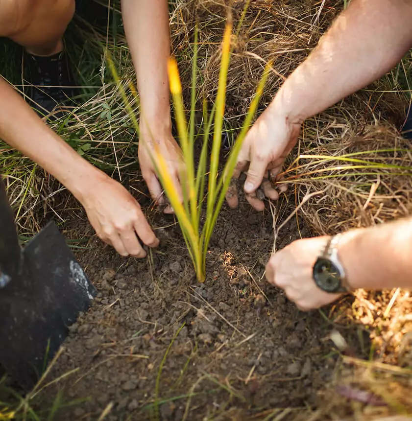 Planting Native plants in the Rarangi Wetlands Marlborough, New Zealand